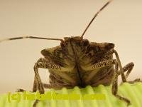 /home//u458753944/public_html/sourcegallery/////////////Insects and small critters/aphids cicadas lanternflies and true bugs (Hemiptera)/PC270736.JPG
